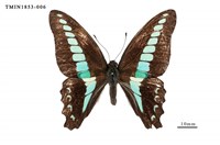 藏品(青鳳蝶)的圖片